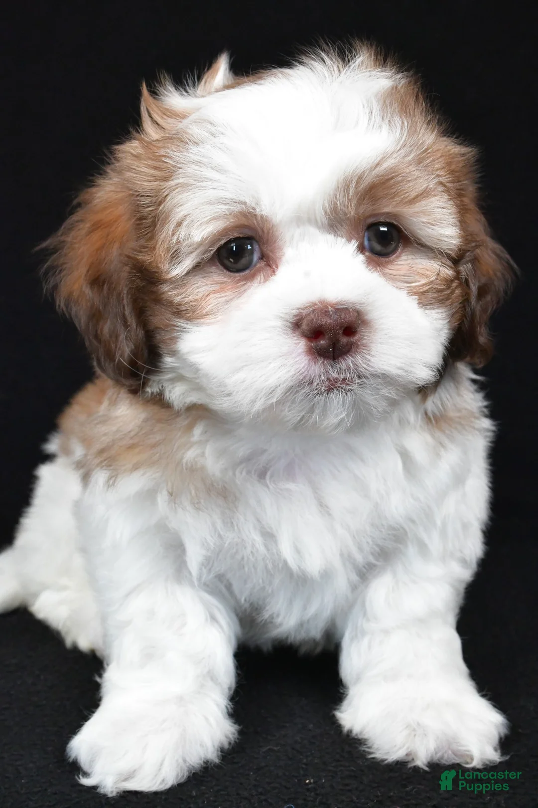 Teddy Bear dogs for sale: fiynn - Ad 6