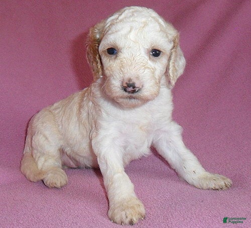 Cockapoo dogs Holly - Ad 2