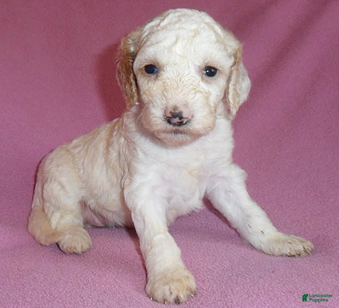 Cockapoo dogs for sale: Holly - Ad 2
