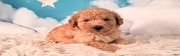 Mixed Breed dogs for sale: Maynard💙Petite Golden Sheltidoodle  - Ad 5