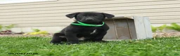 Mixed Breed dogs for sale: Buster - Ad 3