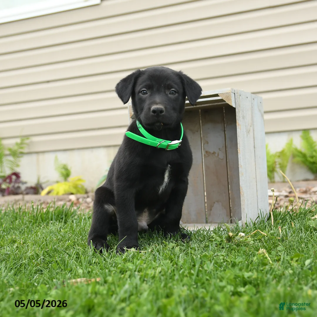 Mixed Breed dogs for sale: Buster - Ad 3