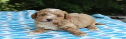 Miniature Poodle dogs for sale: Shawn - Ad 4