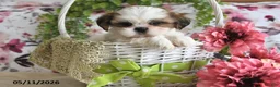 Shih Tzu dogs for sale: Alex - Ad 1
