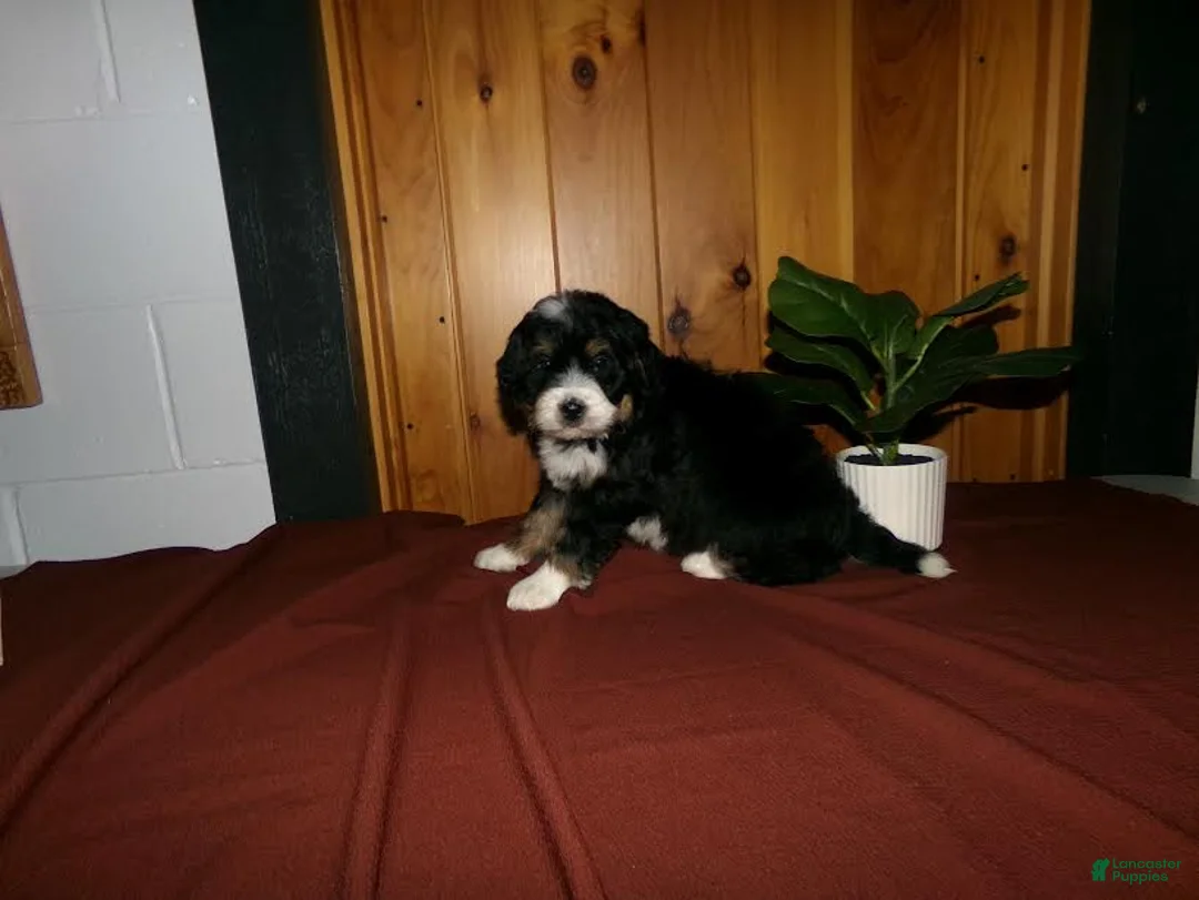 Mini Bernedoodle dogs for sale: Alex - Ad 2