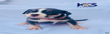 American Bully Puppy 11