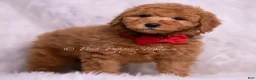 Mini Goldendoodle dogs for sale: Nolan - Ad 6