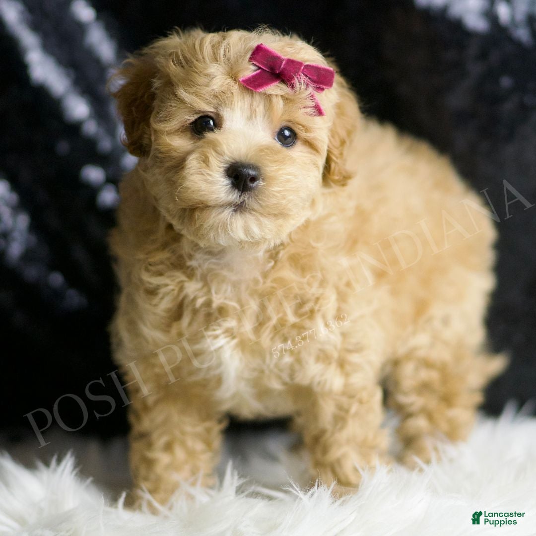 Maltipoo dogs for sale: Spice - Ad 4