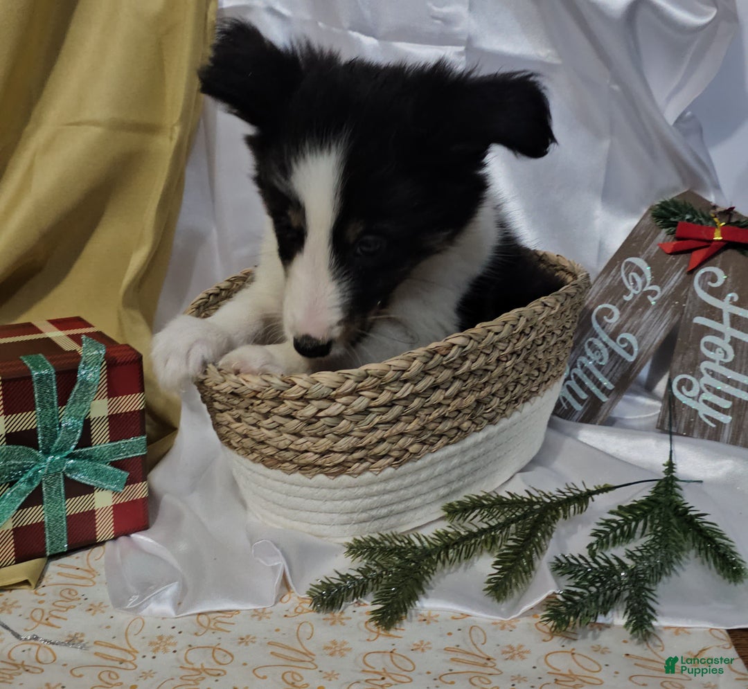 Shetland Sheepdog dogs for sale: Frosty - Ad 7