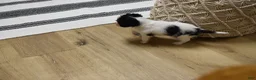Cavalier King Charles Spaniel dogs for sale: Wilder - Ad 4