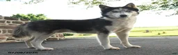 Pomsky dogs for sale: Ace - Ad 7