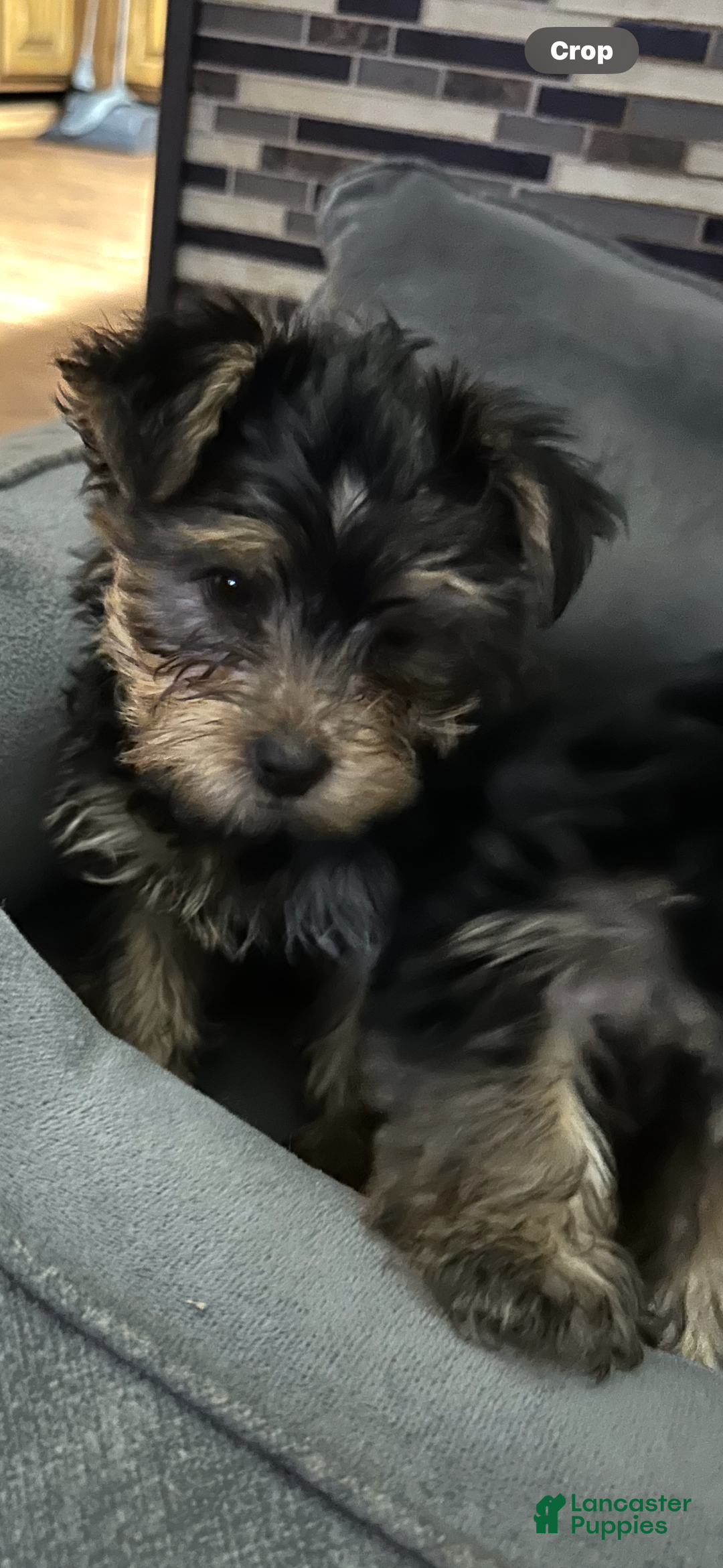 Yorkshire Terrier dogs for sale: Yorkshire Terrier Puppy 1 - Ad 3