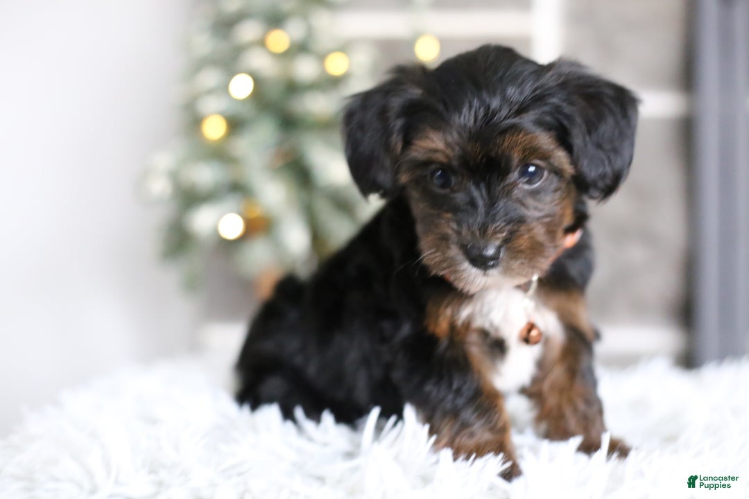 Yorkiepoo dogs for sale: Emmitt - Ad 2