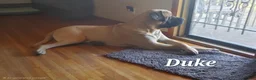 English Mastiff dogs for sale: English Mastiff Romeo  - Ad 4