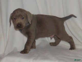Labrador Retriever dogs Mylo - Ad 27