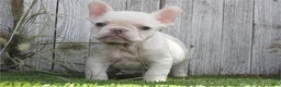 French Bulldog dogs for sale: Fox - Ad 2
