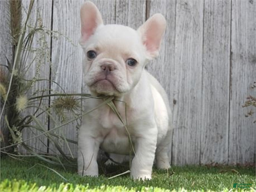 French Bulldog dogs for sale: Fox - Ad 2