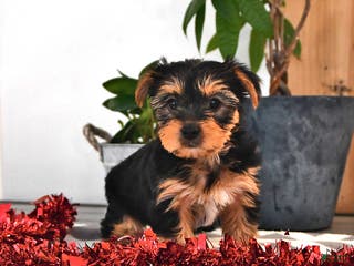 Mixed Breed dogs Chester - Ad 28