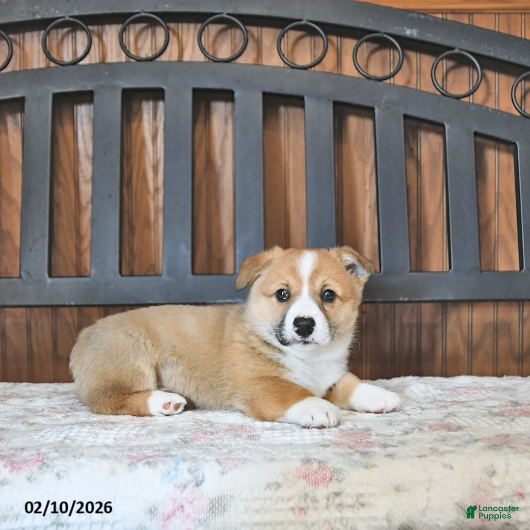 Welsh Corgi Pembroke dogs for sale: Tot  - Ad 4
