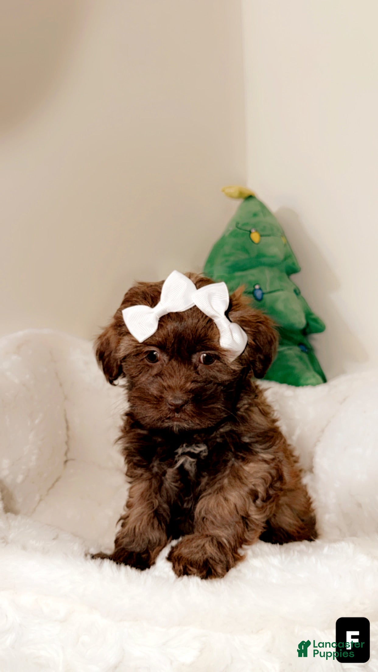 Shihpoo dogs Minnie  - Ad 22