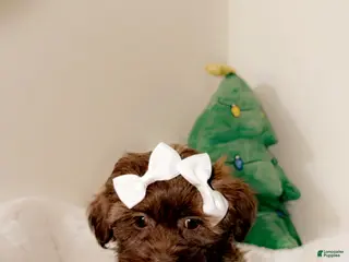 Shihpoo dogs Minnie - Ad 32