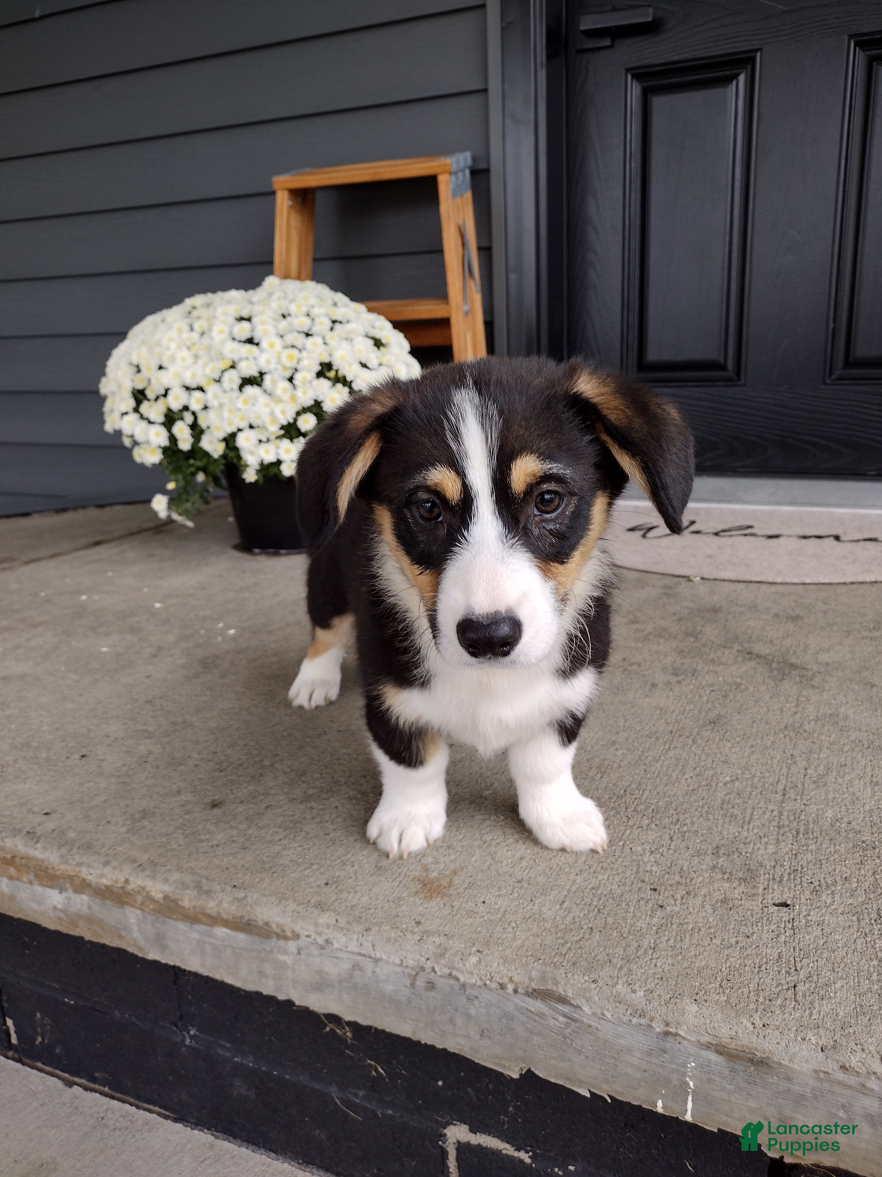 Welsh Corgi Pembroke dogs Milo - Ad 2