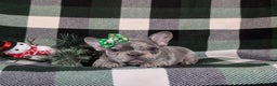 French Bulldog dogs for sale: Darby - Ad 6