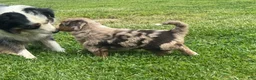 Mixed Breed dogs for sale: Australian Mountain Doodle Mr. Zuckerman - Ad 7
