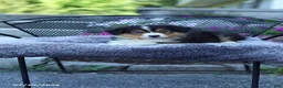 Australian Shepherd dogs for sale: Roxy - Ad 4