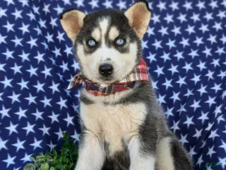 Siberian Husky dogs for sale: Grayson - Ad 1