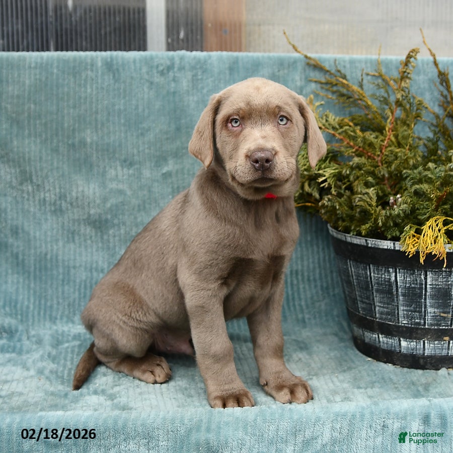 Labrador Retriever dogs Pebbles - Ad 1