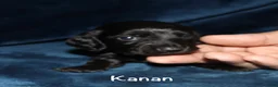 Miniature Dachshund dogs for sale: Kanan - Ad 3