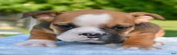 Mixed Breed dogs for sale: Bruno mini hybrid bulldog  - Ad 33