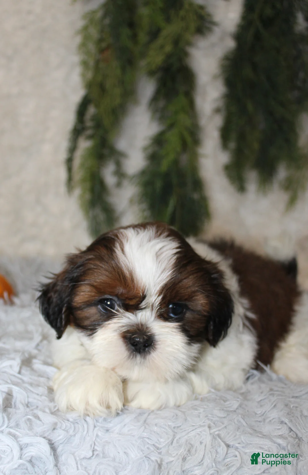 Shih Tzu dogs for sale: Shih Tzu 2 - Ad 2