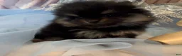 Pomeranian dogs for sale: Josephine - Ad 13