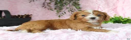 Cavapoo dogs for sale: Cavapoo 5 - Ad 3