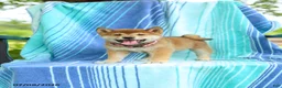 Shiba Inu dogs for sale: Polly - Ad 1