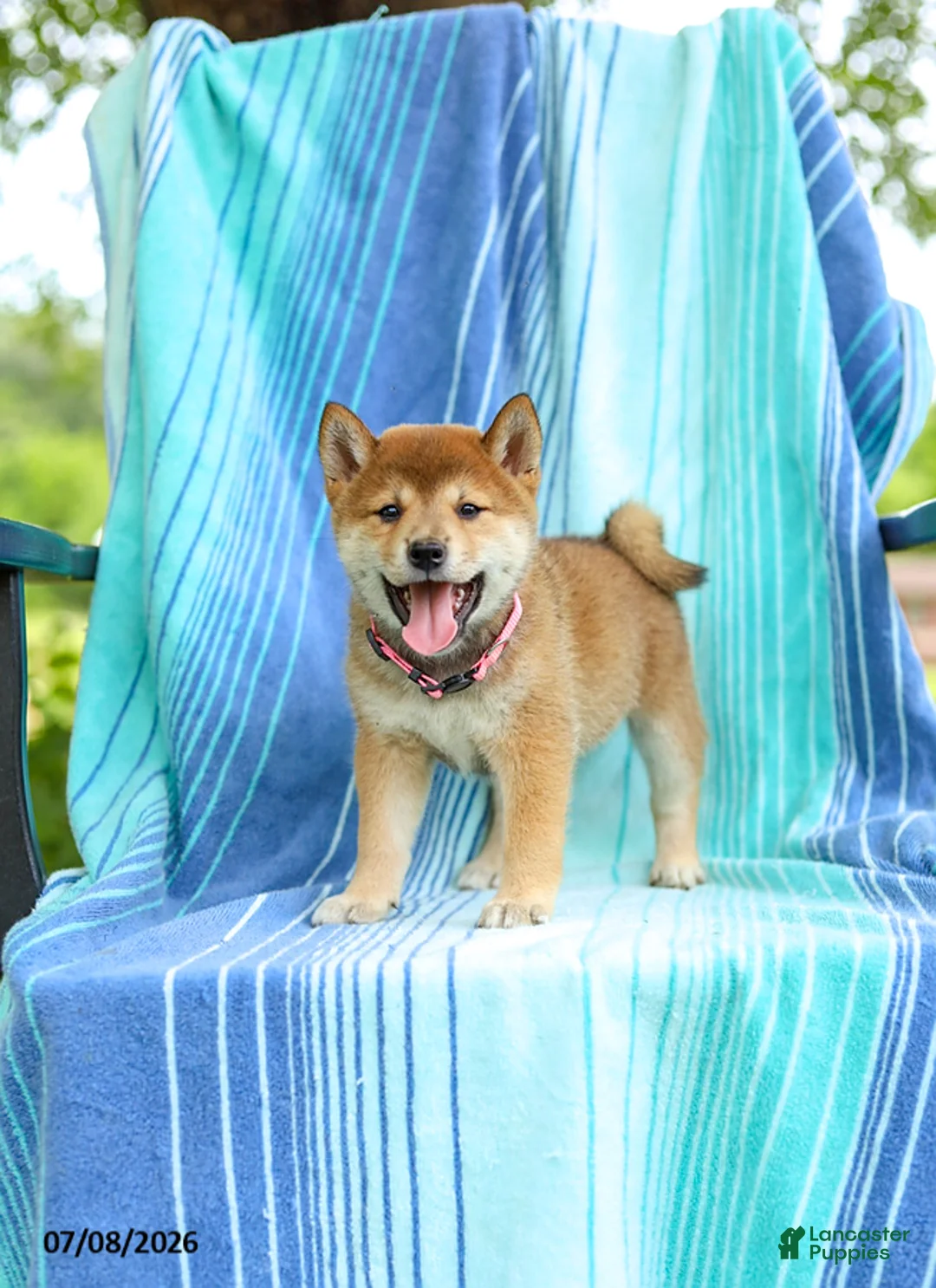 Shiba Inu dogs for sale: Polly - Ad 1