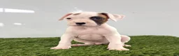 Boxer dogs for sale: Micah - Ad 3