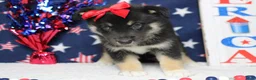 Mixed Breed dogs for sale: Magnolia  - Ad 7