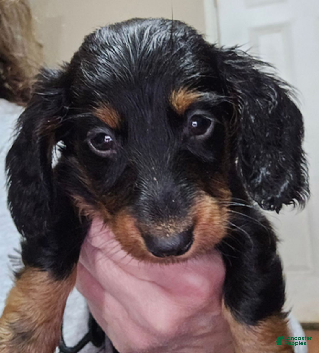 Dachshund dogs for sale: Bigger boy - Ad 6
