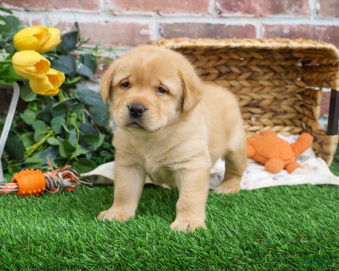 Labrador Retriever dogs for sale: Eggo - Ad 2