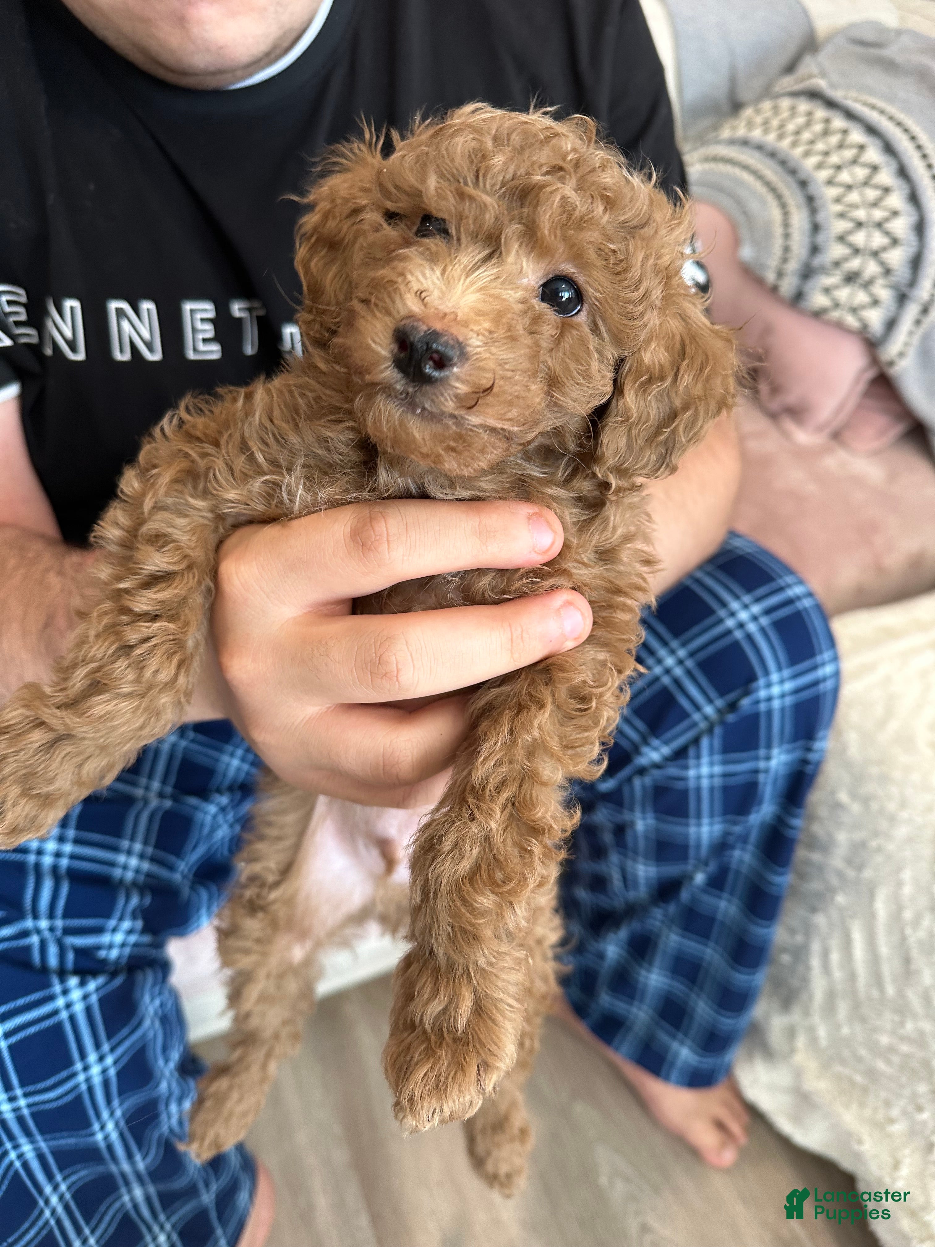 Mini Goldendoodle dogs Mini Goldendoodle Puppy 3 - Ad 25
