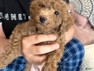 Mini Goldendoodle dogs for sale: Mini Goldendoodle Puppy 3 - Ad 3