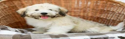 Havanese dogs for sale: Buddy - Ad 4