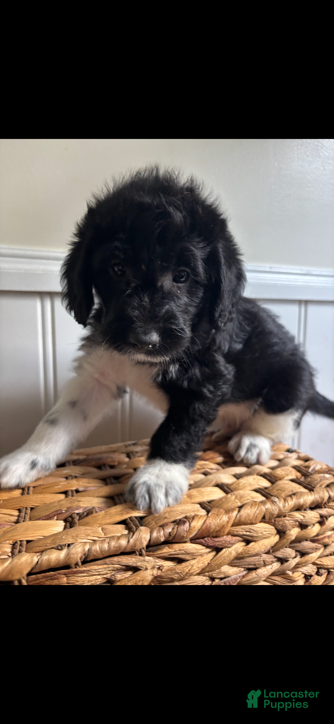 Labradoodle dogs JD - Ad 35