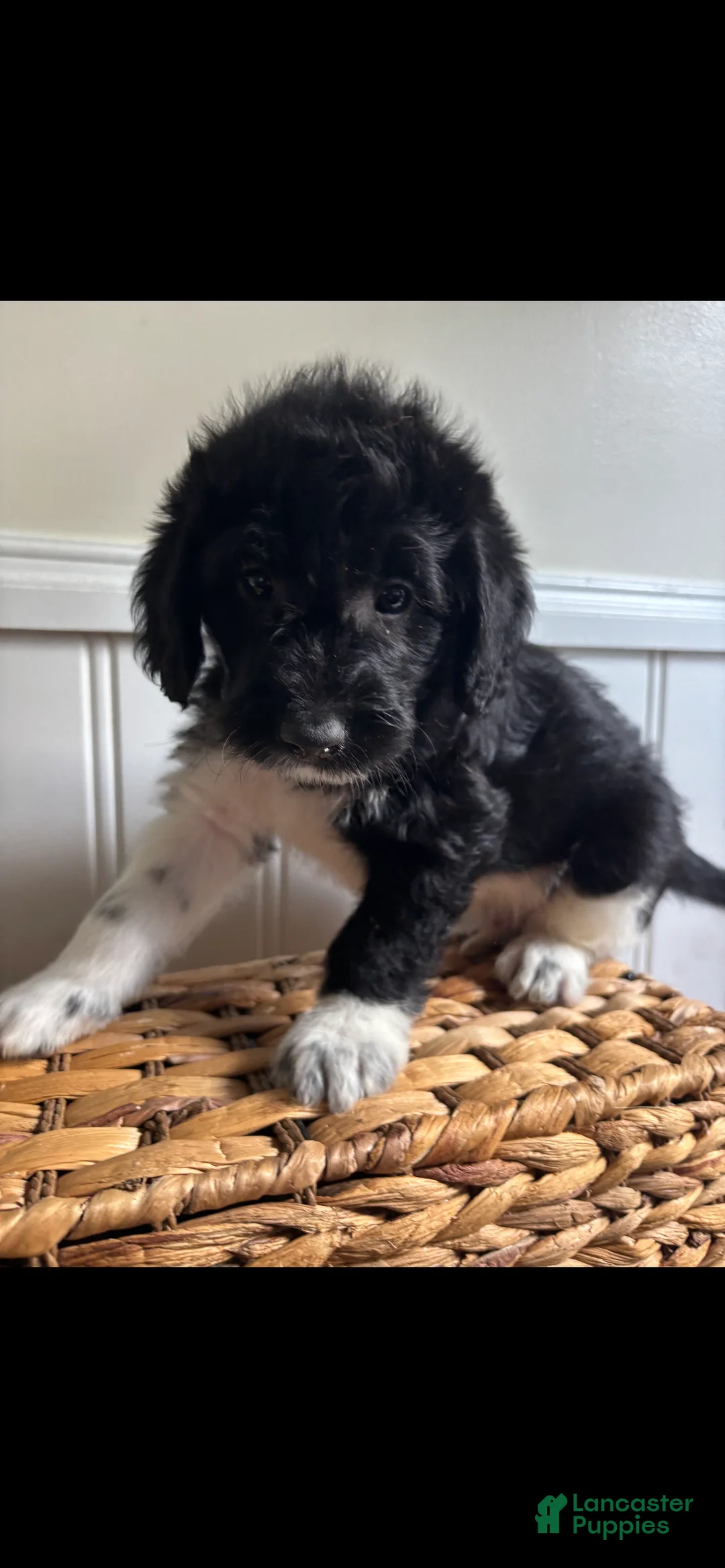 Labradoodle dogs for sale: JD - Ad 1