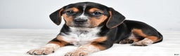 Beagle dogs for sale: Ann - Ad 1