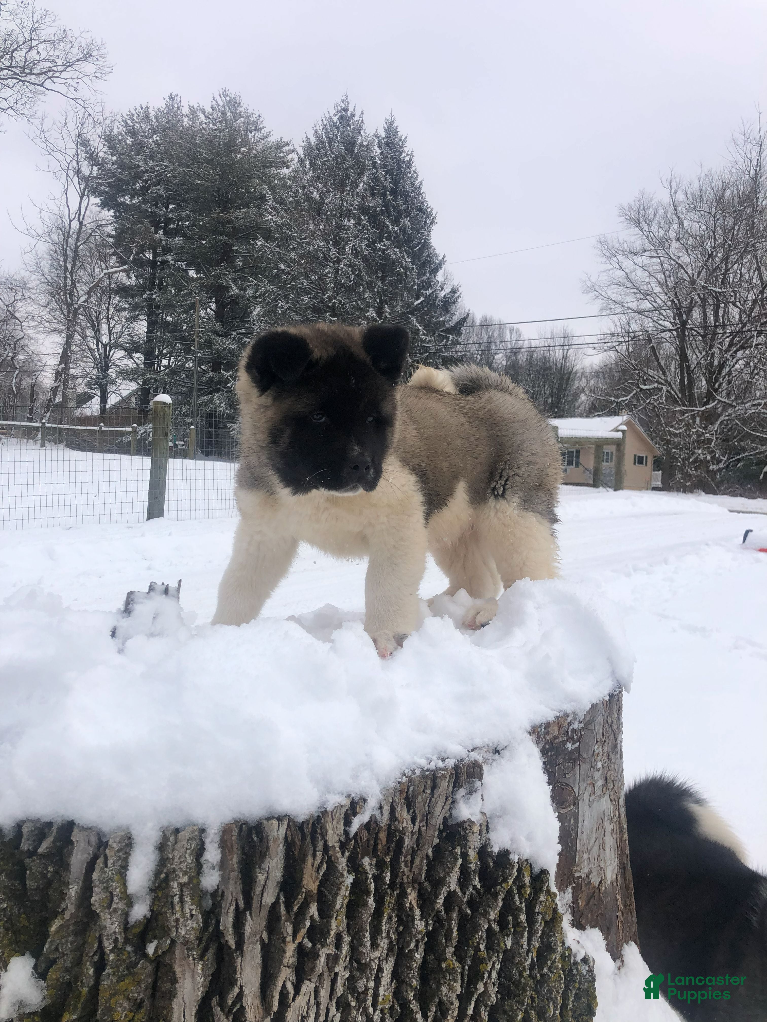 Akita dogs Buddy - Ad 10