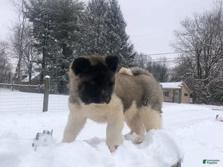 Akita dogs Buddy - Ad 18